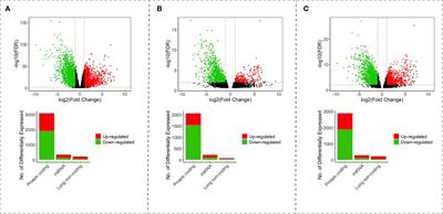 Competing Endogenous RNA in Colorectal Cancer: An Analysis for Colon, Rectum, and Rectosigmoid Junction